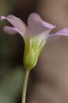 Purple woodsorrel